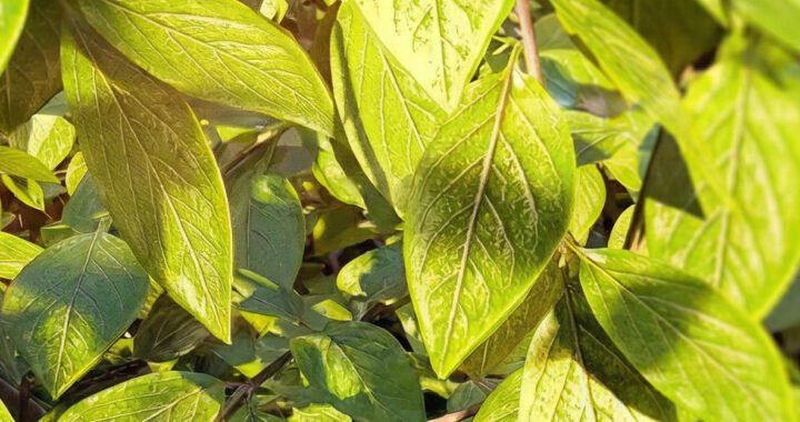 Top Amazon Product Review